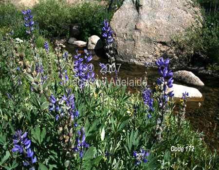 Lupine in High Sierra